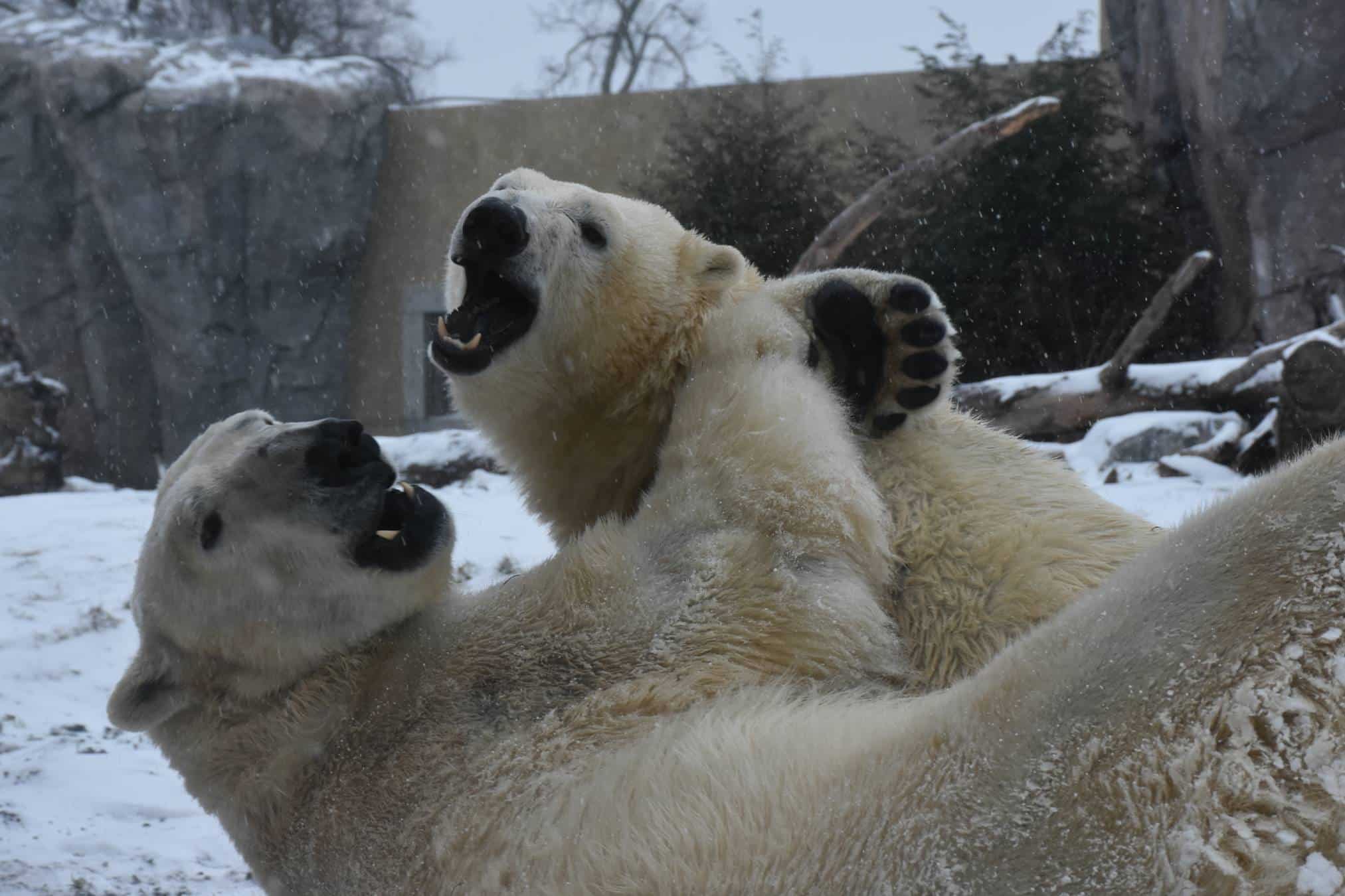 Love is in the air at the zoo and we can bear-ly stand it.