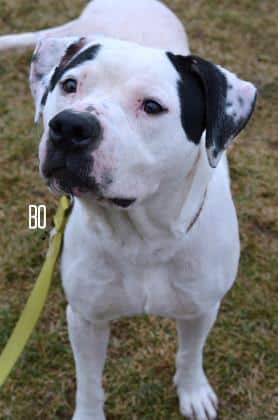 Bo – the American Bulldog mix – needs a home and family to love.