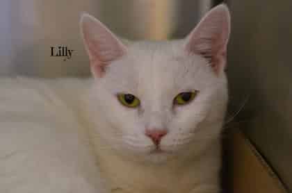 SPCA of Niagara pet of the week. Lilly will make the perfect addition to your family