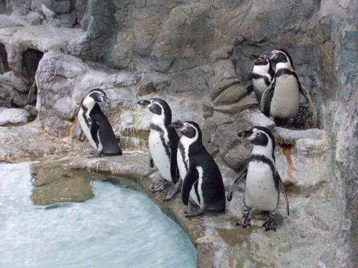 The Penguins at the Aquarium of Niagara have a lot to celebrate, so they’re having penguin days!