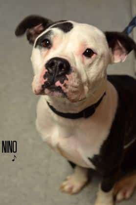 Nino needs you! He’s our featured pet of the week