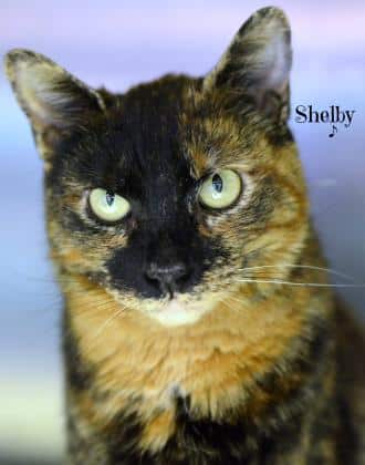 Featured pet of the week – adorable Shelby