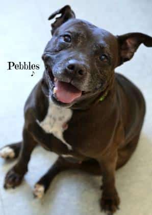 Featured pet of the week. Pebbles really needs a home