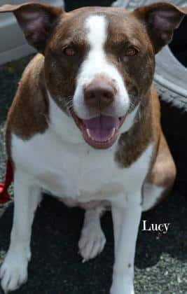 Featured pet of the week – Don’t you LOVE Lucy?!