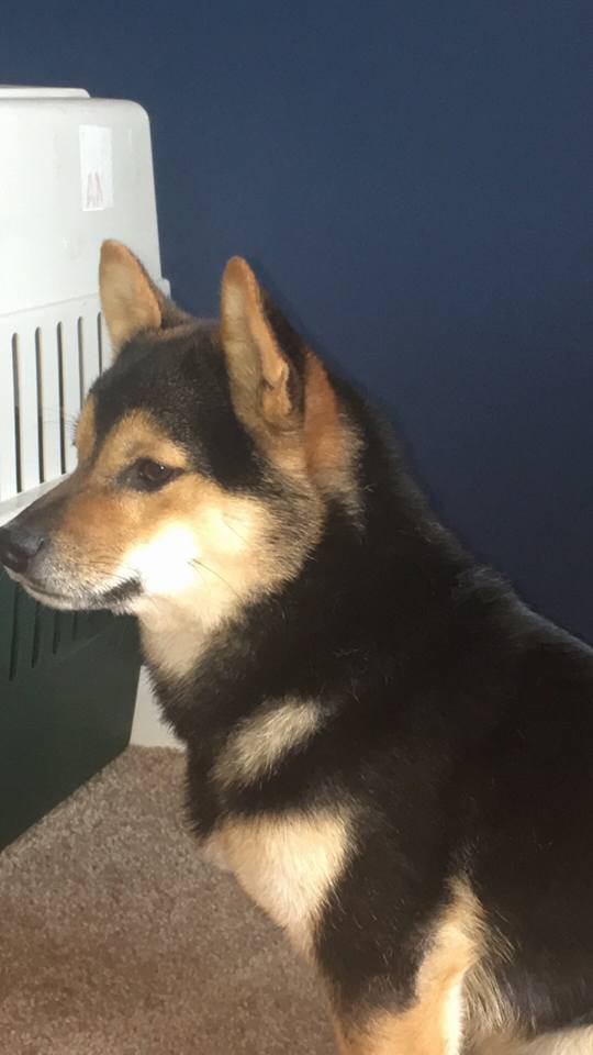 Kelly Pegula is asking for help locating her lost dog, offering a reward