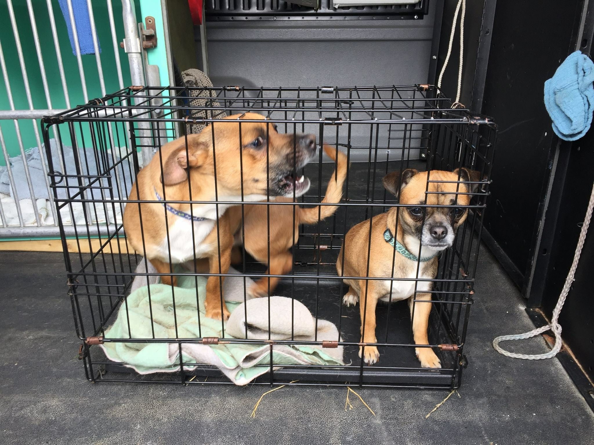Adorable dogs abandoned on side of busy road, in sweltering heat, locked in kennel