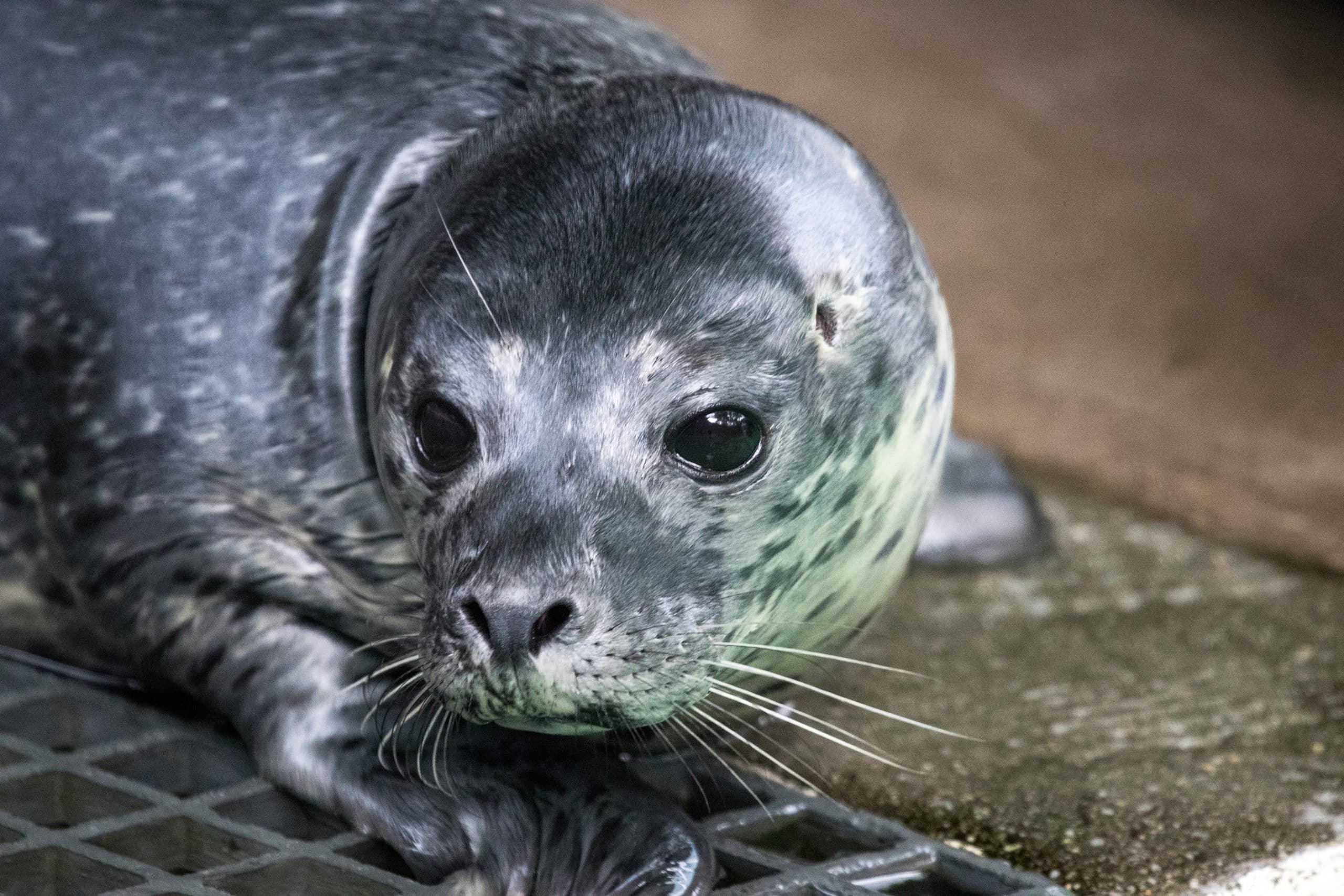 Harbor Seal pup born at Aquarium of Niagara.