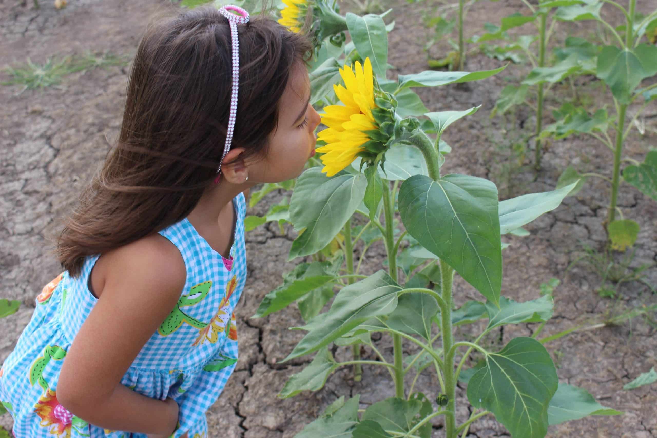 Sunflower Fields Forever… 150,000 to be exact!!! Why did the farmers plant them? Here’s why…