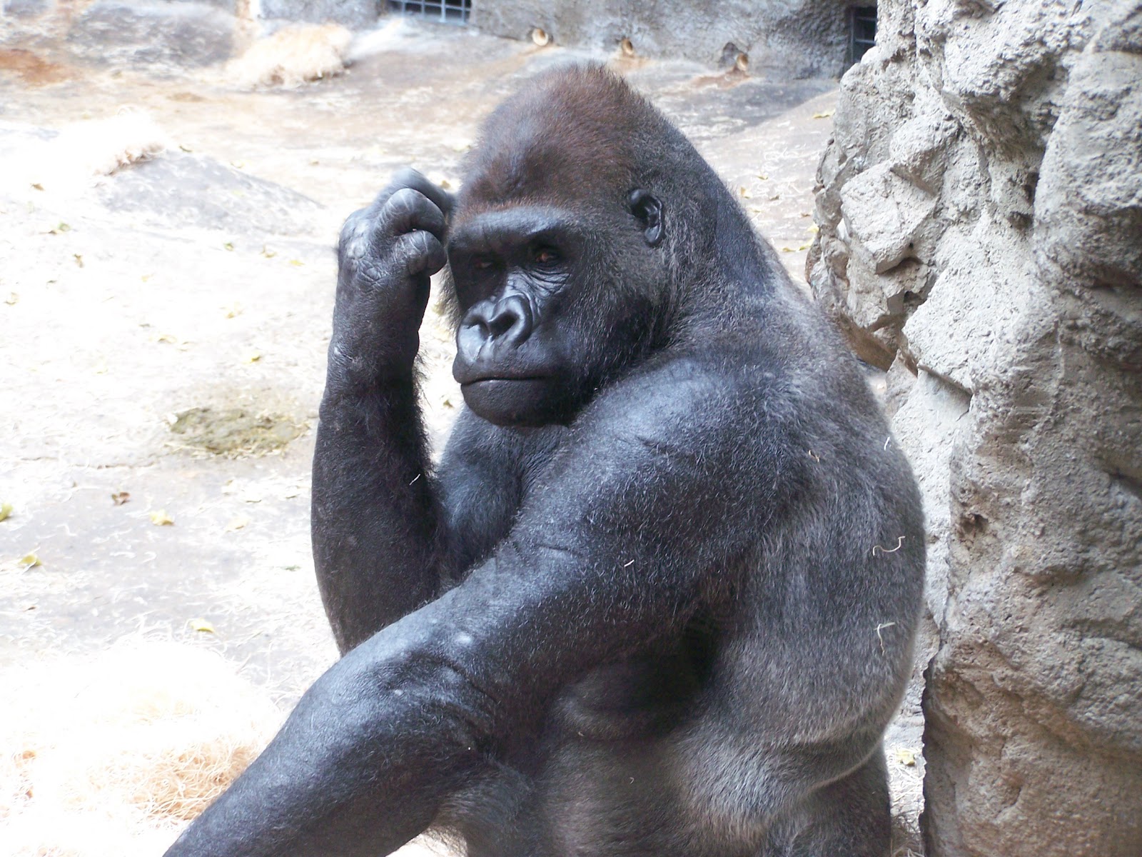 hairless silverback gorilla