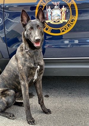 UPDATE: SHAY’S BEEN FOUND!! New York State Police are looking for Shay, a K-9 with the department – who escaped from a kennel in Lisbon, NY.