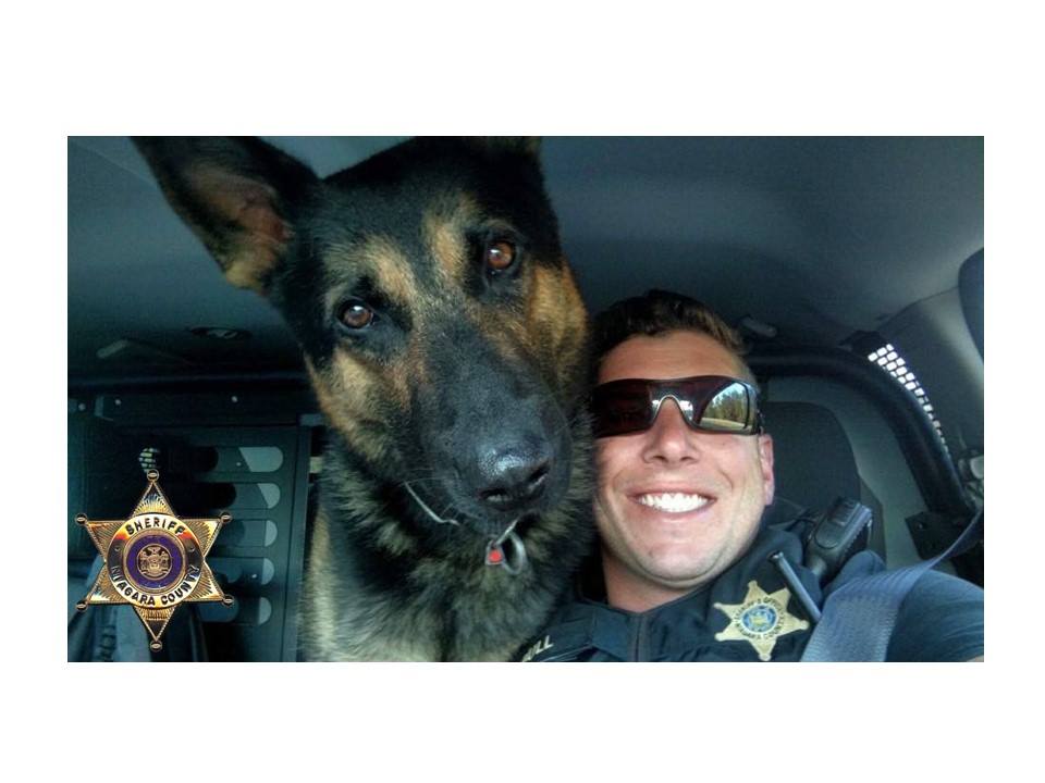 Niagara County Sheriff’s Department announces sudden passing of beloved K-9 Officer.