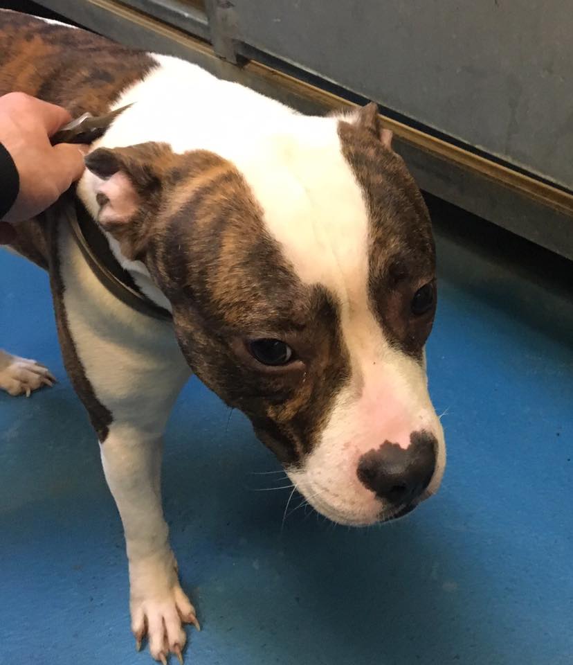 Adorable, friendly pup found outside in frigid temps – do you know who she belongs to??