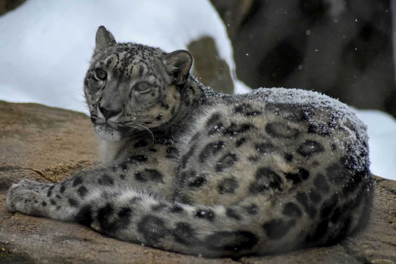 Buffalo Zoo Welcomes New Snow Leopard… and he’s a cutie!