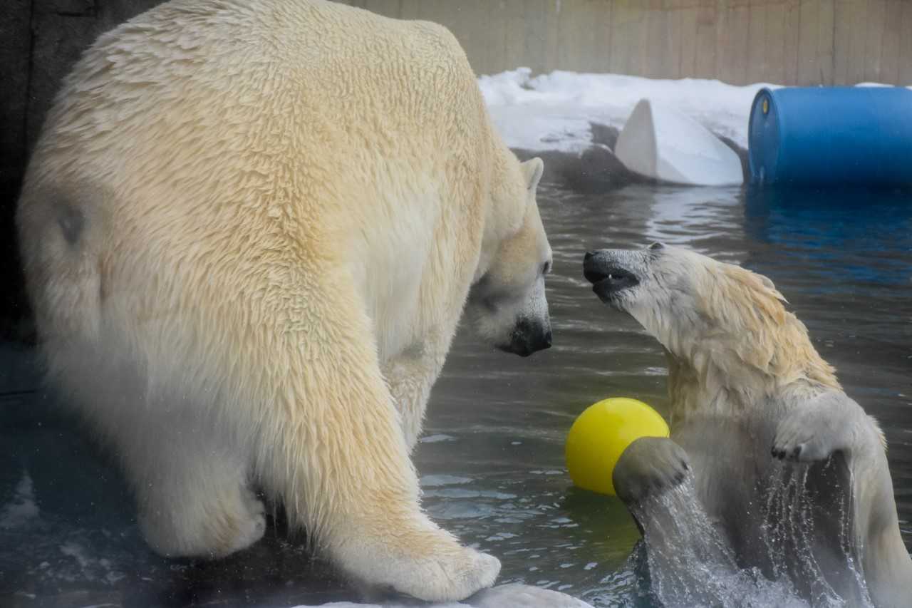 Love is in the air at The Buffalo Zoo! (Again)